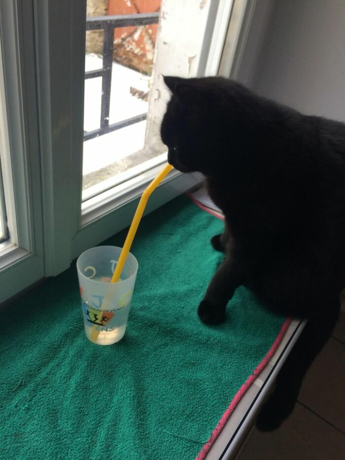 Chers élèves on se repose, mais on noublie pas que quelques bubulles de temps en temps cest le top du top pour la voix ! Merci à Touille (chat-touille) pour la démonstration...